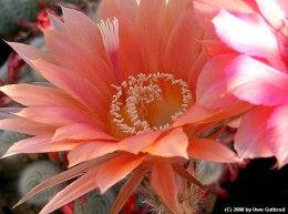 Echinopsis cv.    